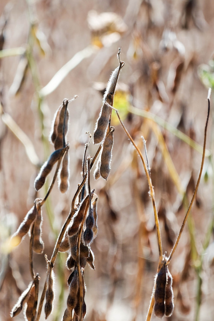 soy-bean-for-harvest