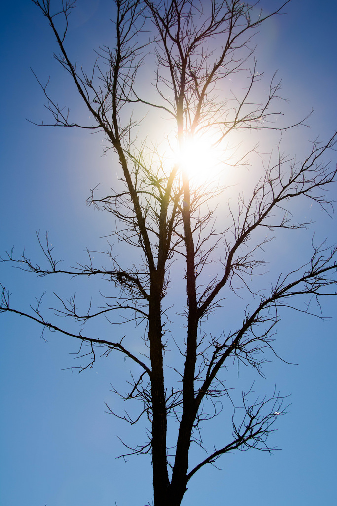tree_sun