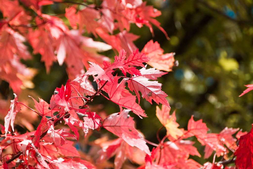 autumn-leaves