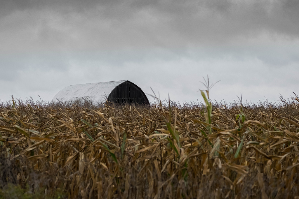 barn-corn-rain