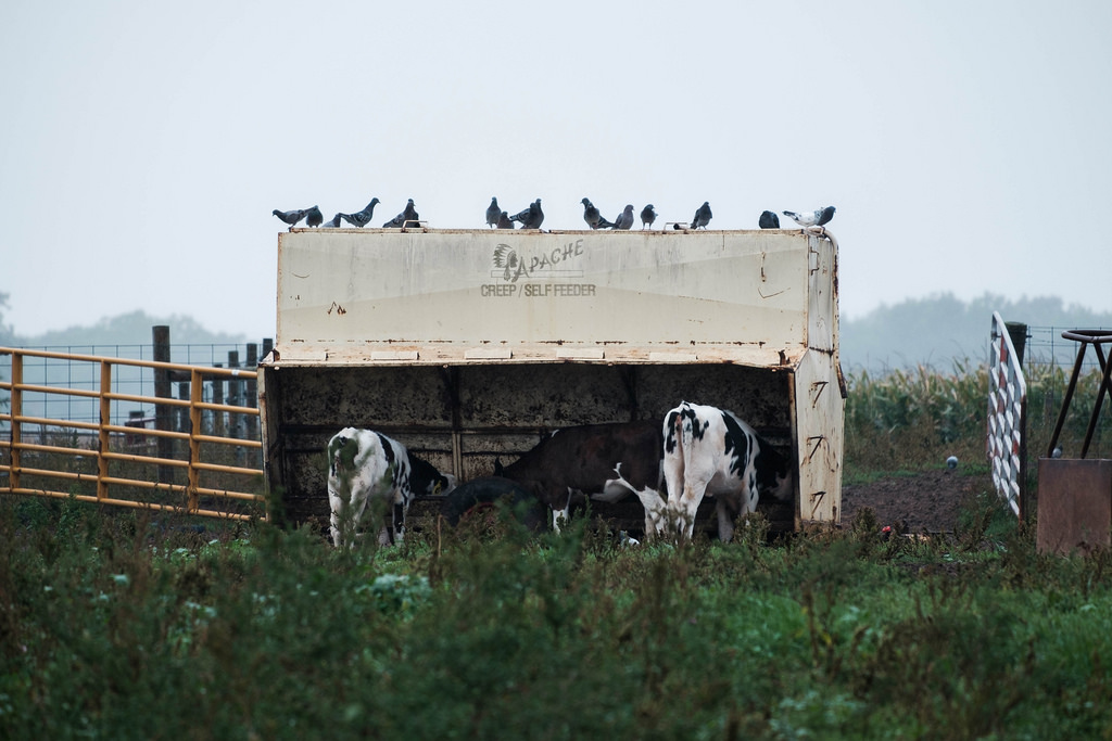 birds_cows_eating