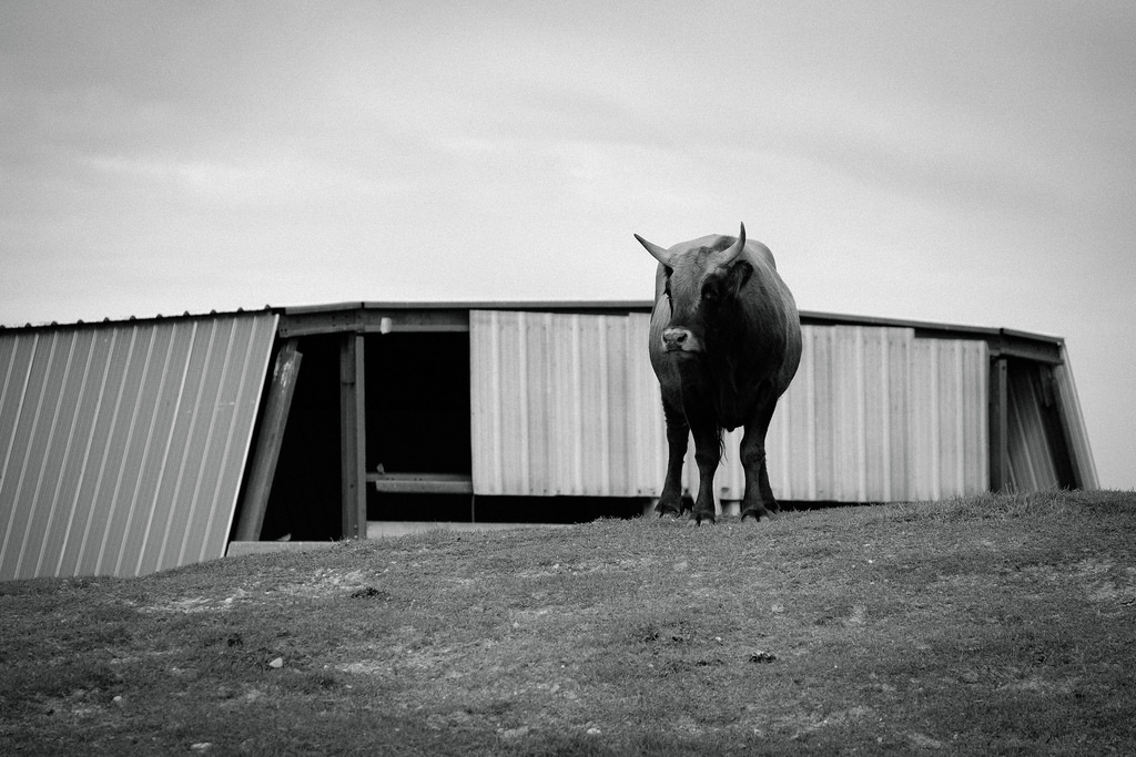 bull-bw-barn