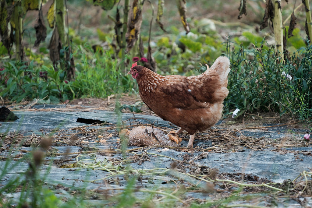 chicken-in-garden