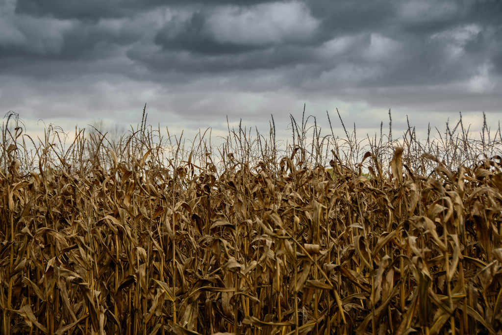 corn-clouds-sky