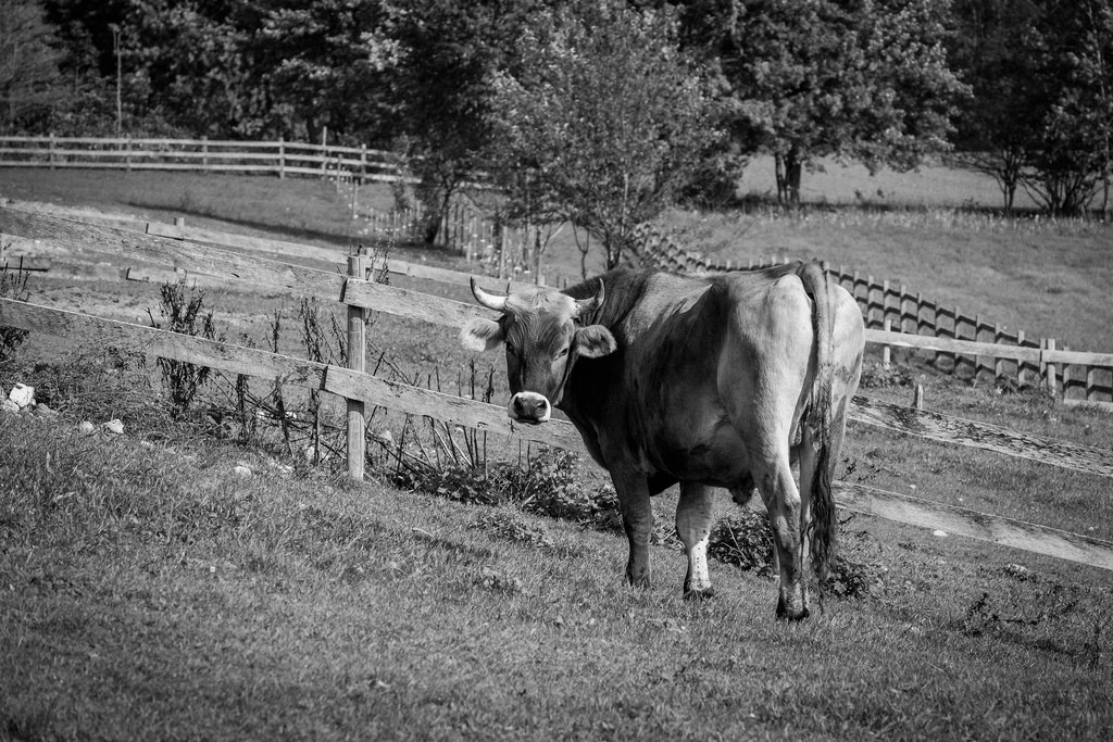 cow-pasture-fence-bw