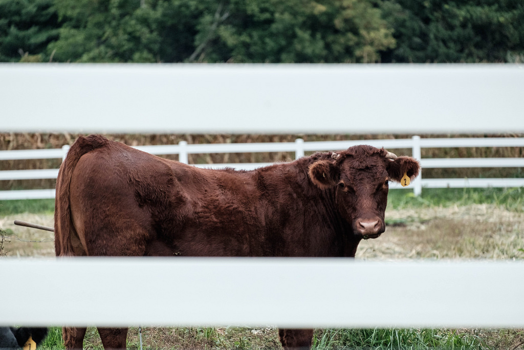 cow-through-fence