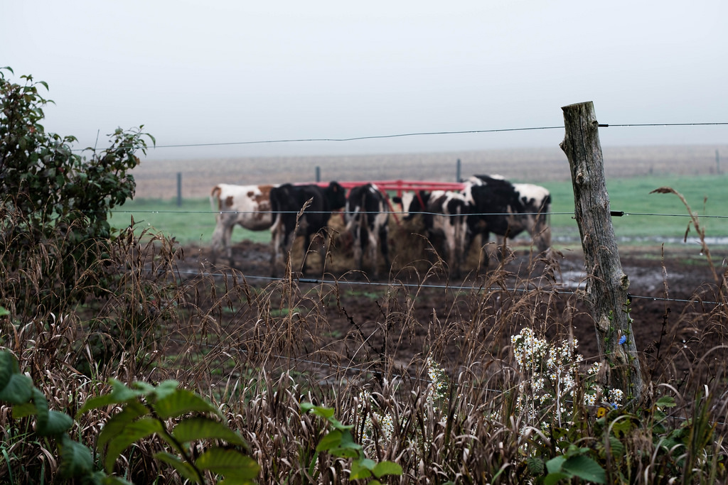 cows-beyond-fence