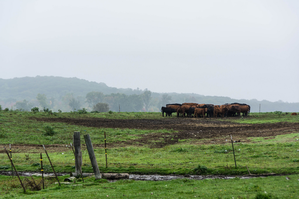 cows-fog-pasture