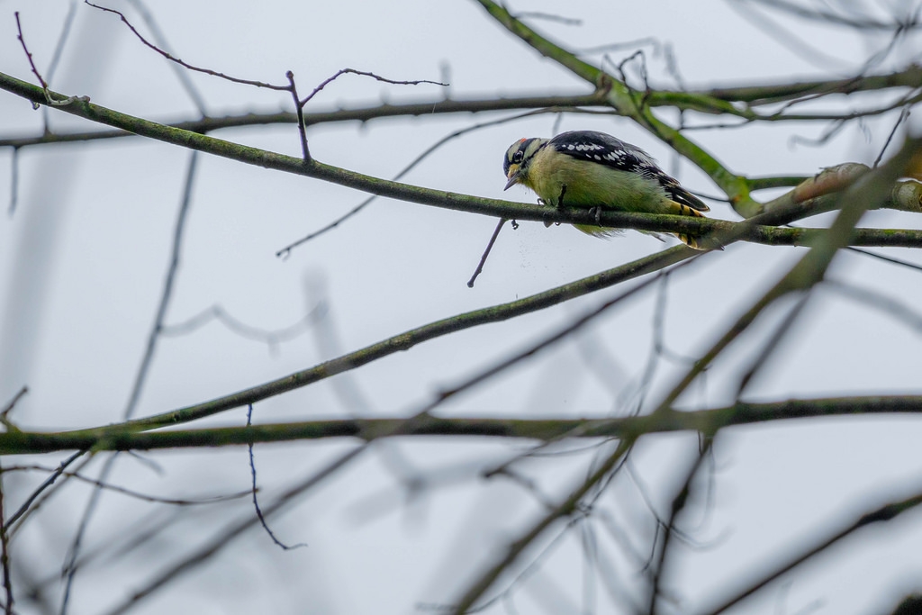 downy-woodpecker