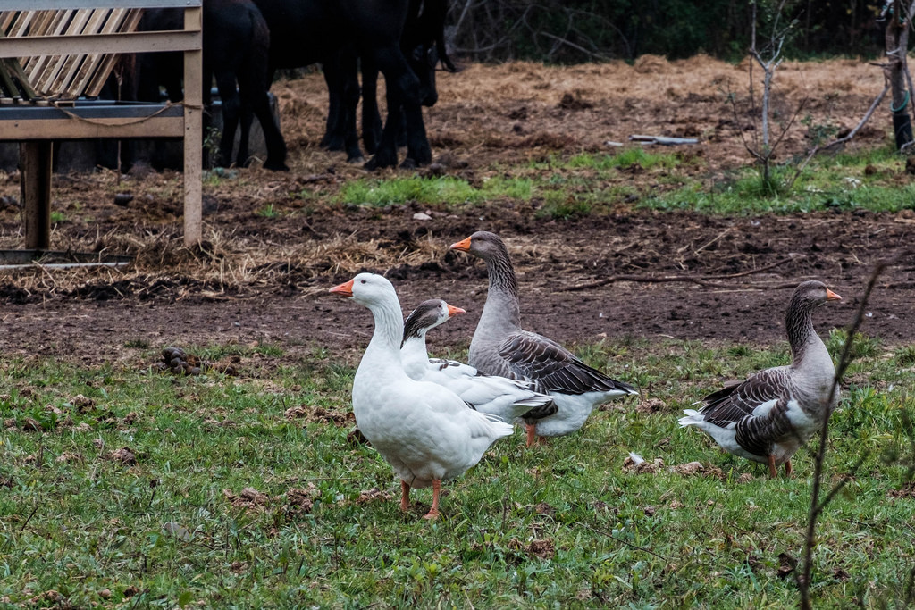 ducks-not-geese