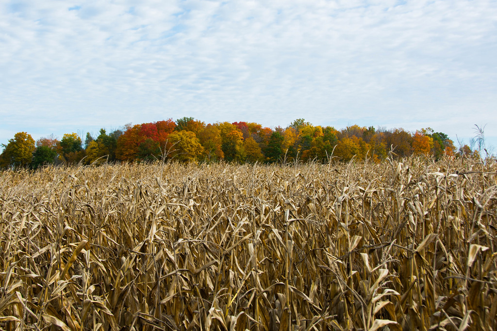 fall-beyond-the-corn