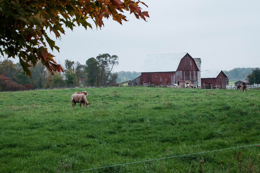 farm-scape