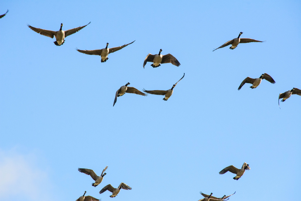 geese-in-flight