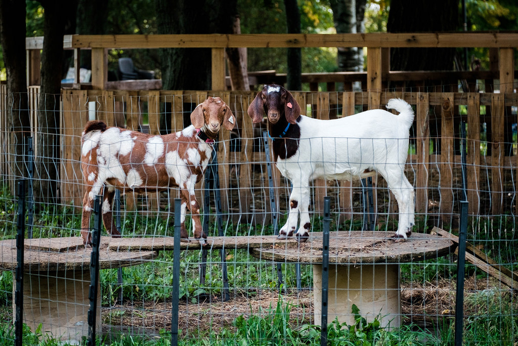 goats-being-goat-like