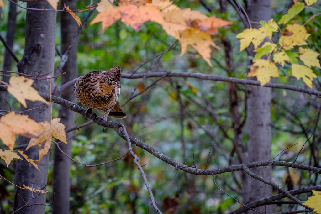 grouse-shot-2