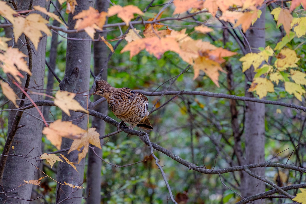 grouse_in_tree