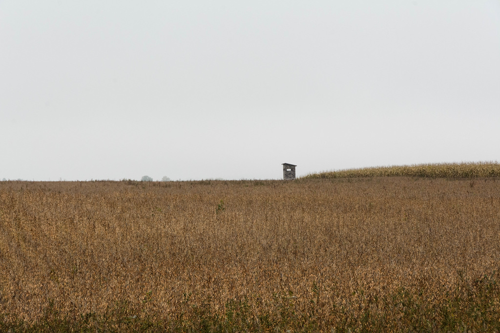 hunting-blind-soy-beans