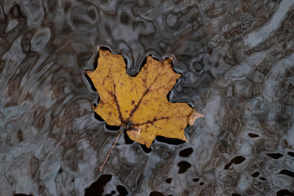 leaf-in-creek