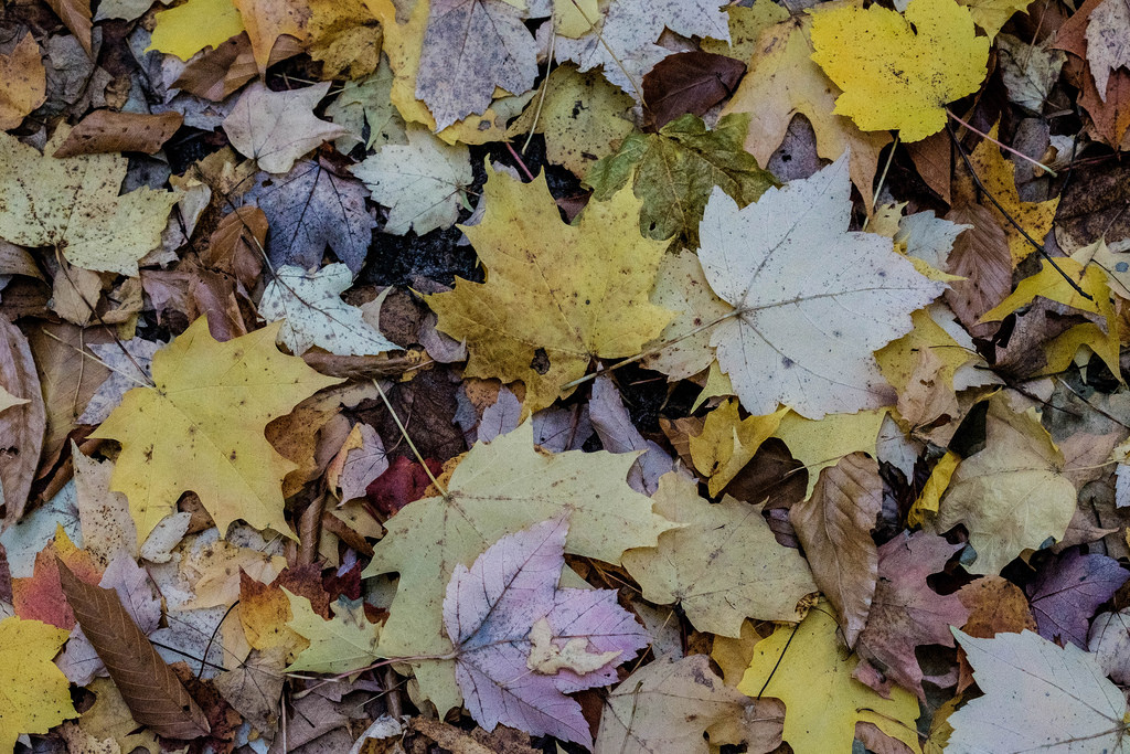 leaves-on-trail