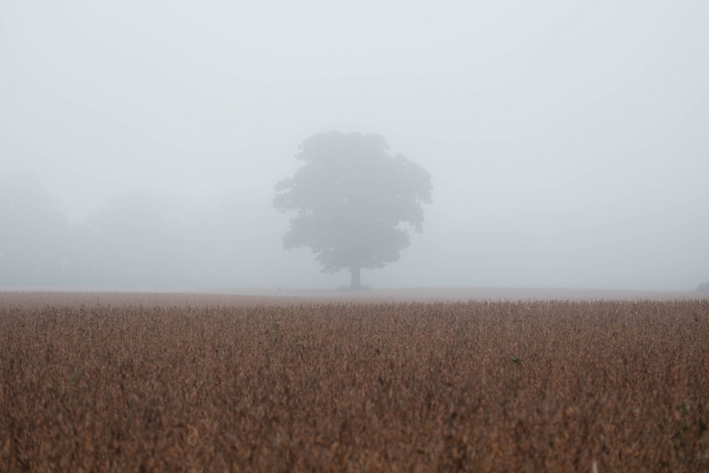 lone-tree-in-fog