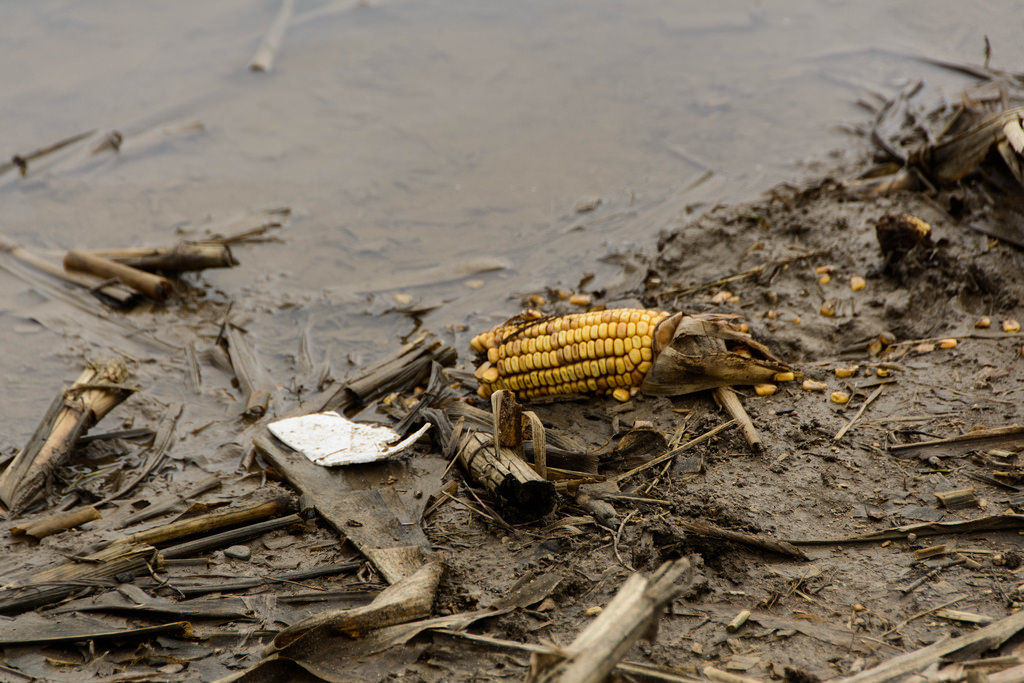 mud-and-corn