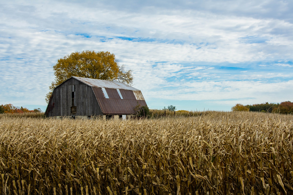 old-barn-corn-field