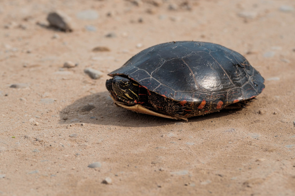 painted-turtle-on-road