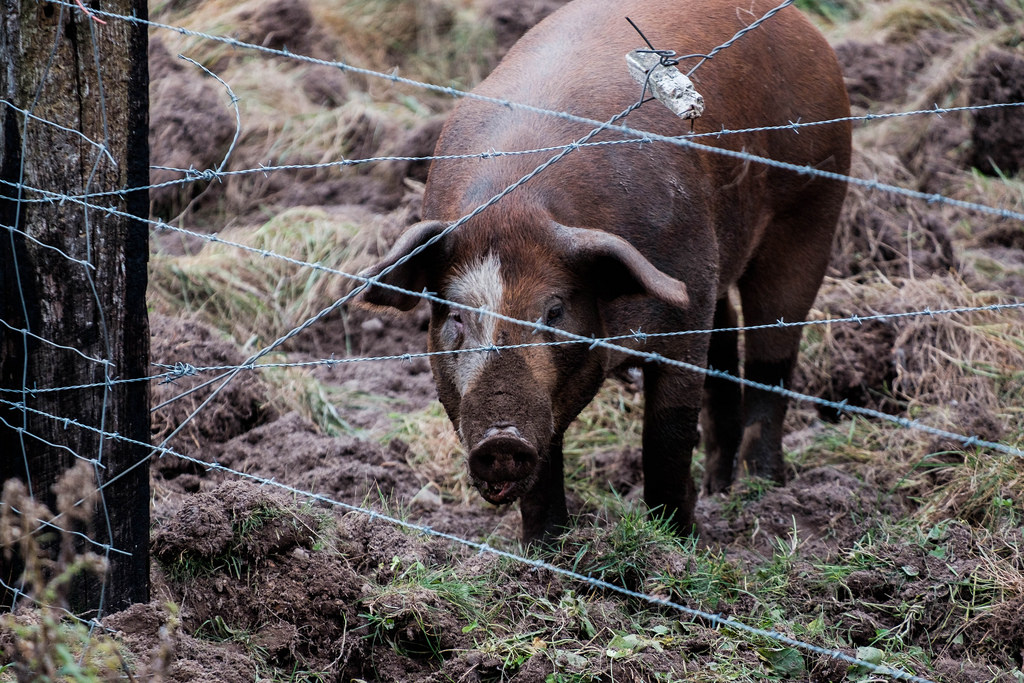 pig-rutting-barbed-wire