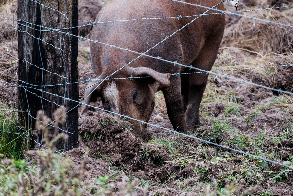 rutting-pig