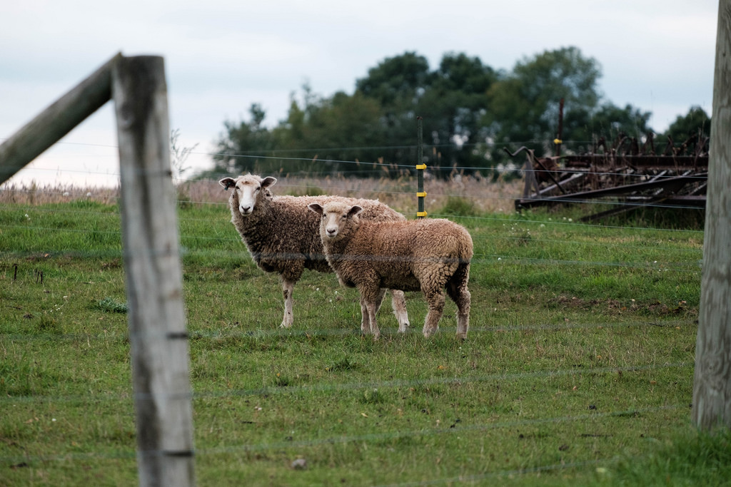 sheep-grey-post