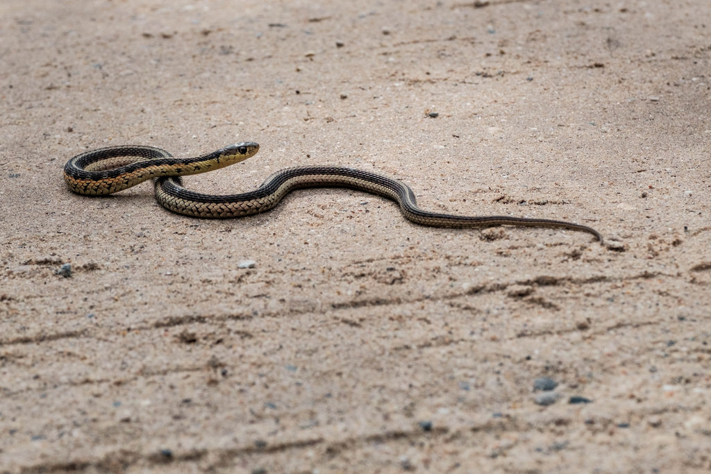 small-snake-dirt-road
