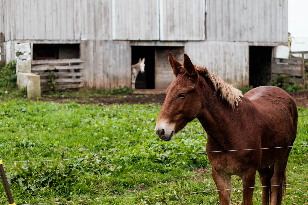 the-horse-and-donkey