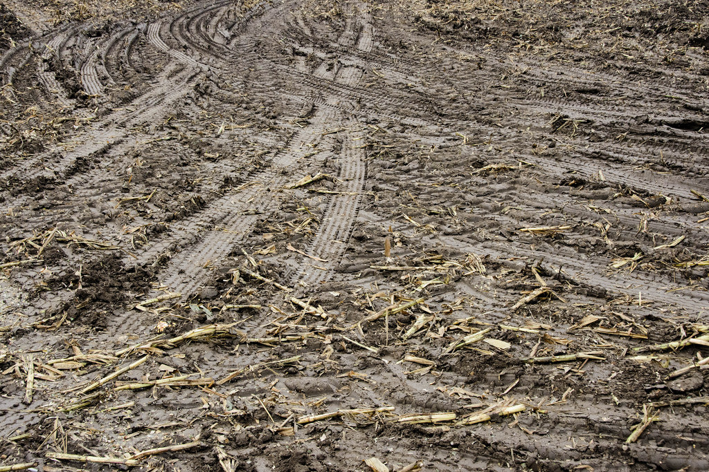 tire-marked-corn