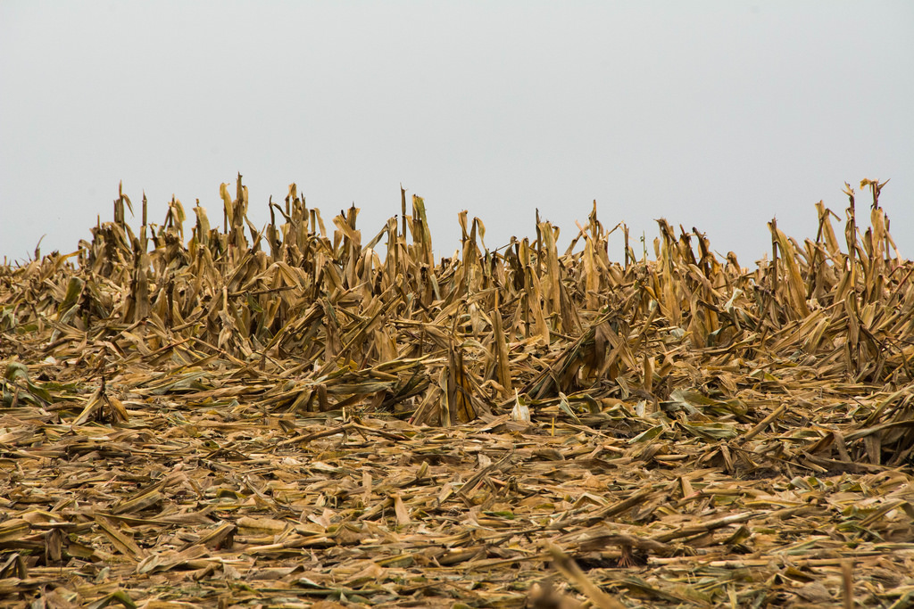 wet-spent-corn