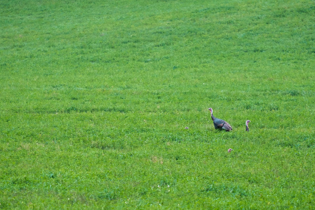 wild-turkeys