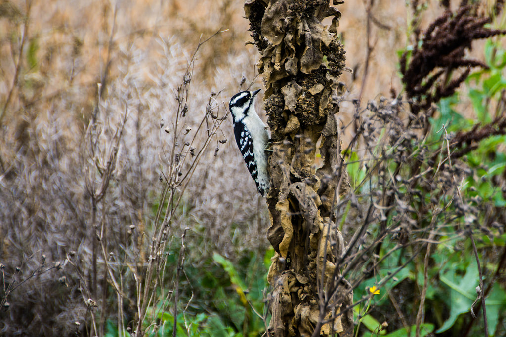 wood-pecker-pecking