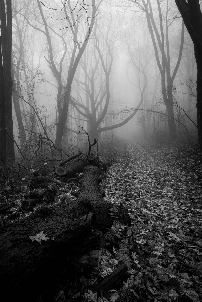 bw_forest_2