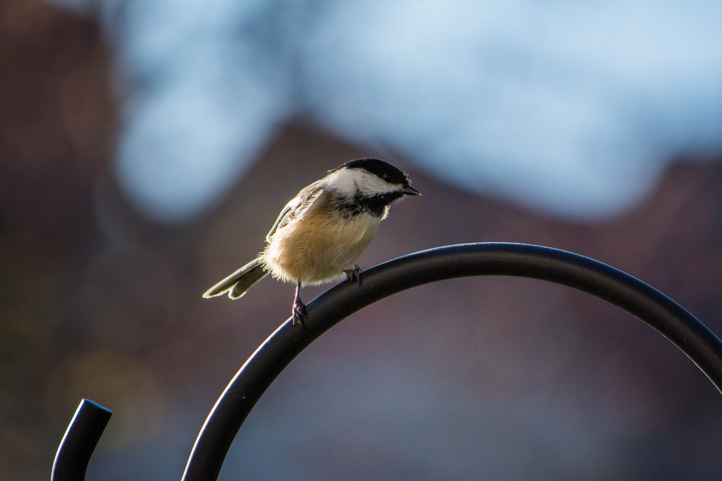 black-capped-chickadee_1