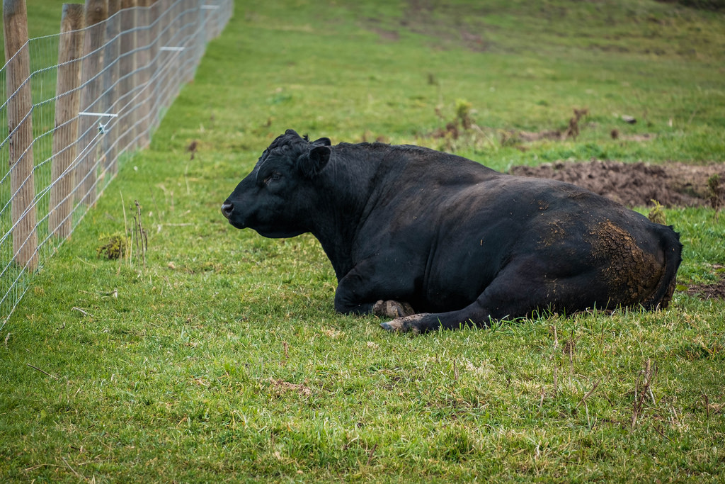 bulls-and-fence