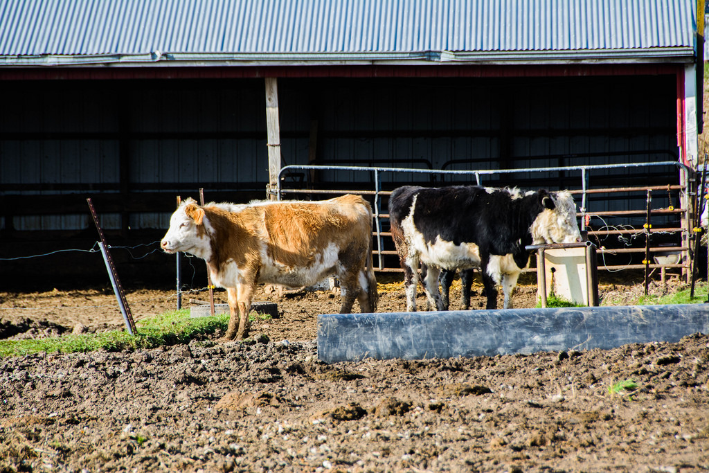 cows-watertrough