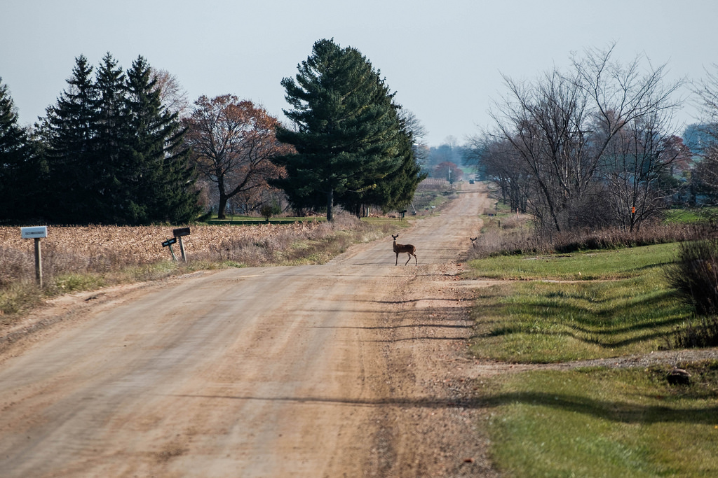 deer-on-road