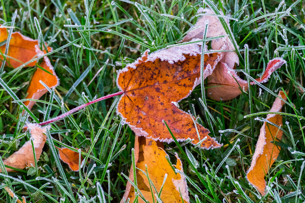 frosty-leaf