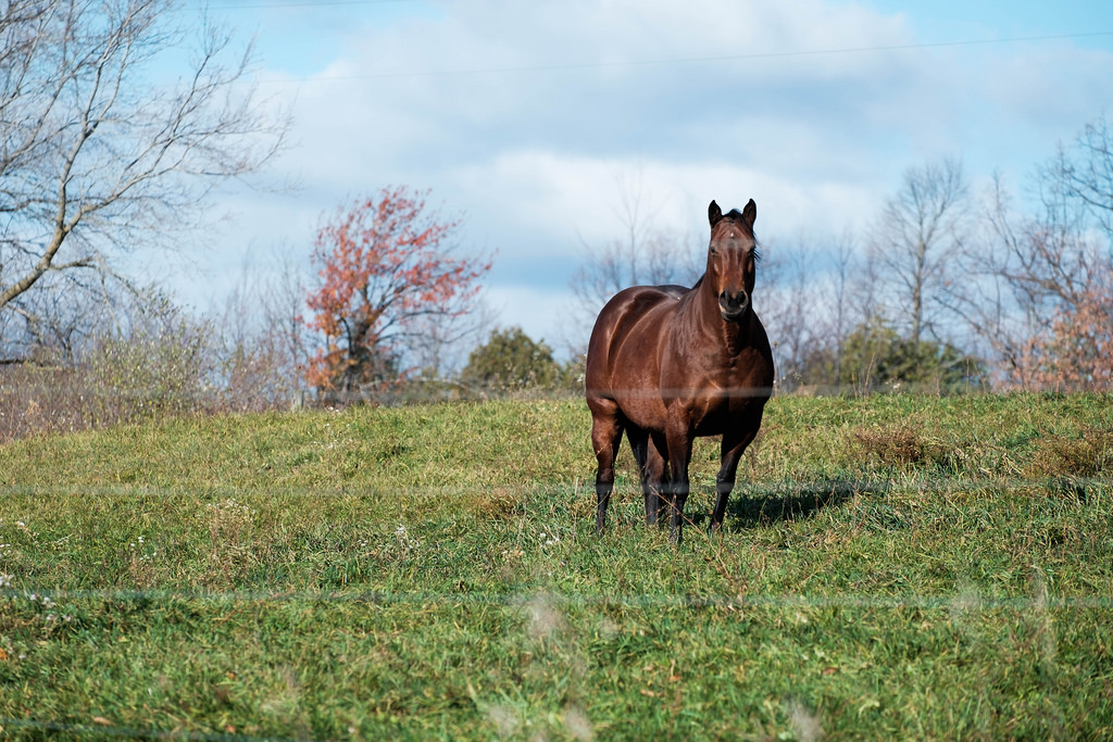 horse-in-sun