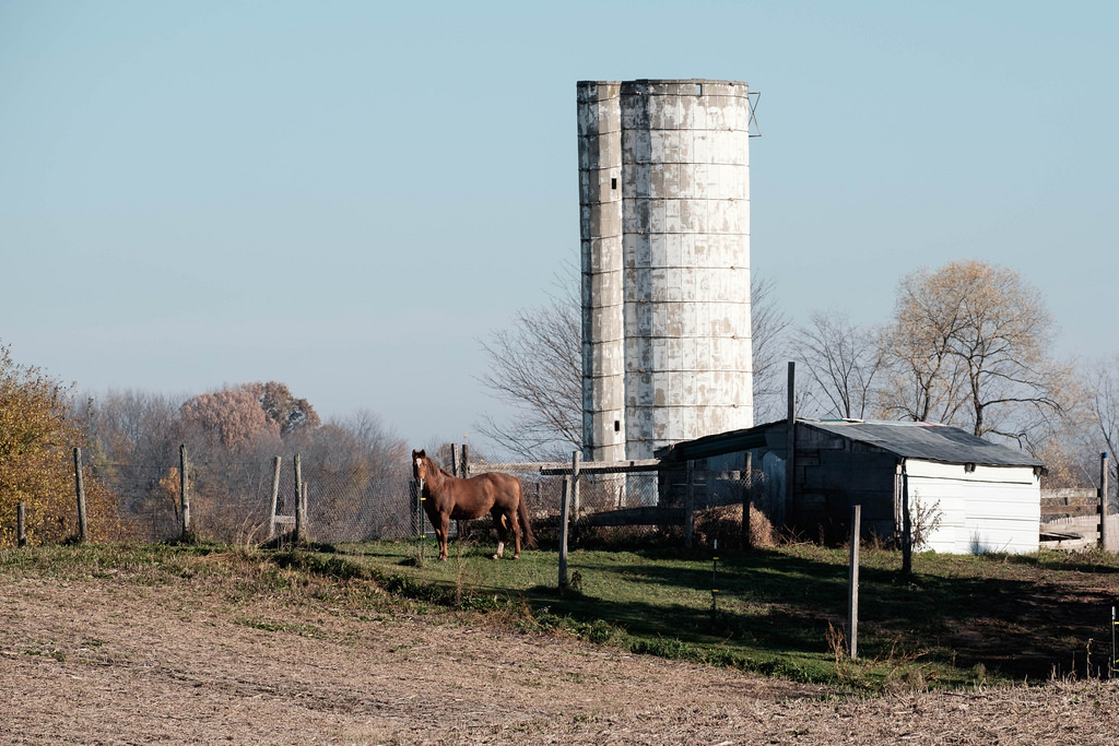 horse-looking