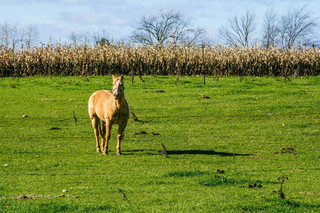 horse_corn