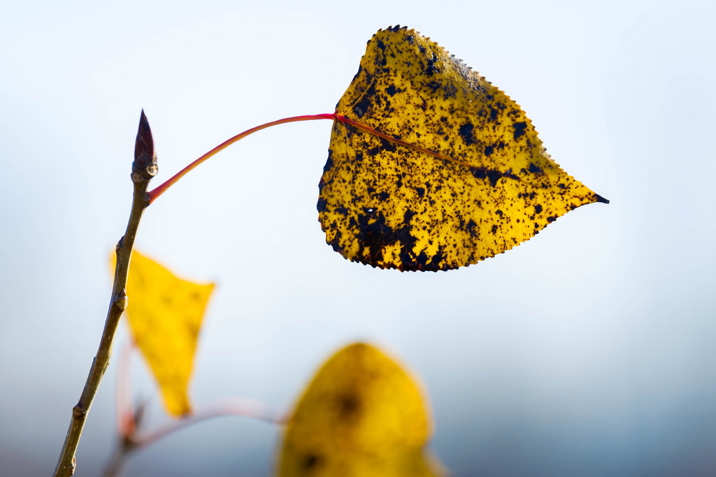 leaf_tree