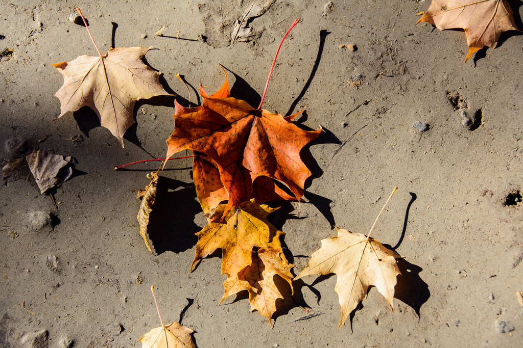 leaves-on-road