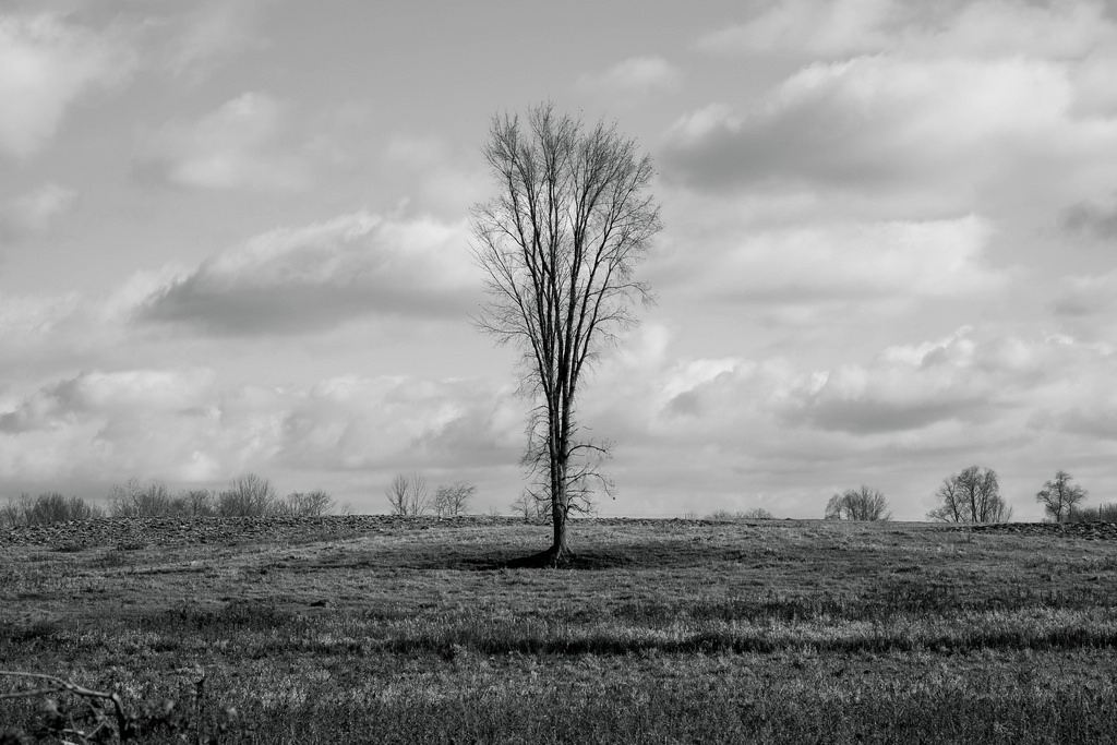 lone-tree-in-bw