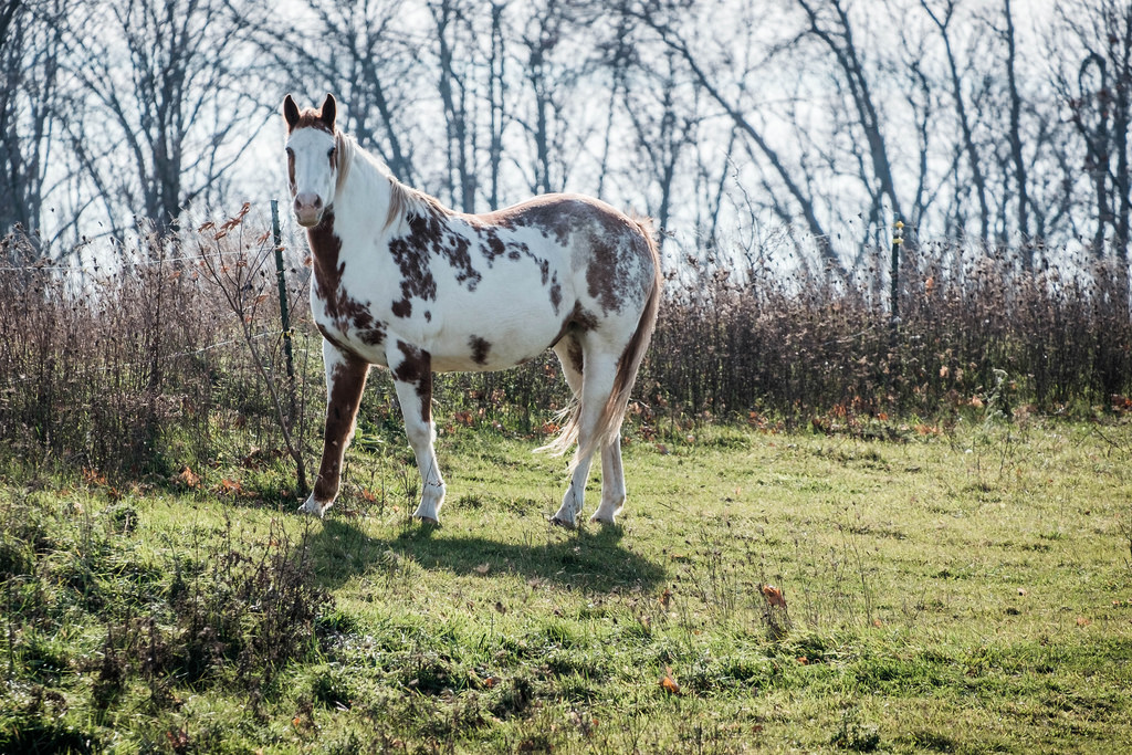 scout-the-horse