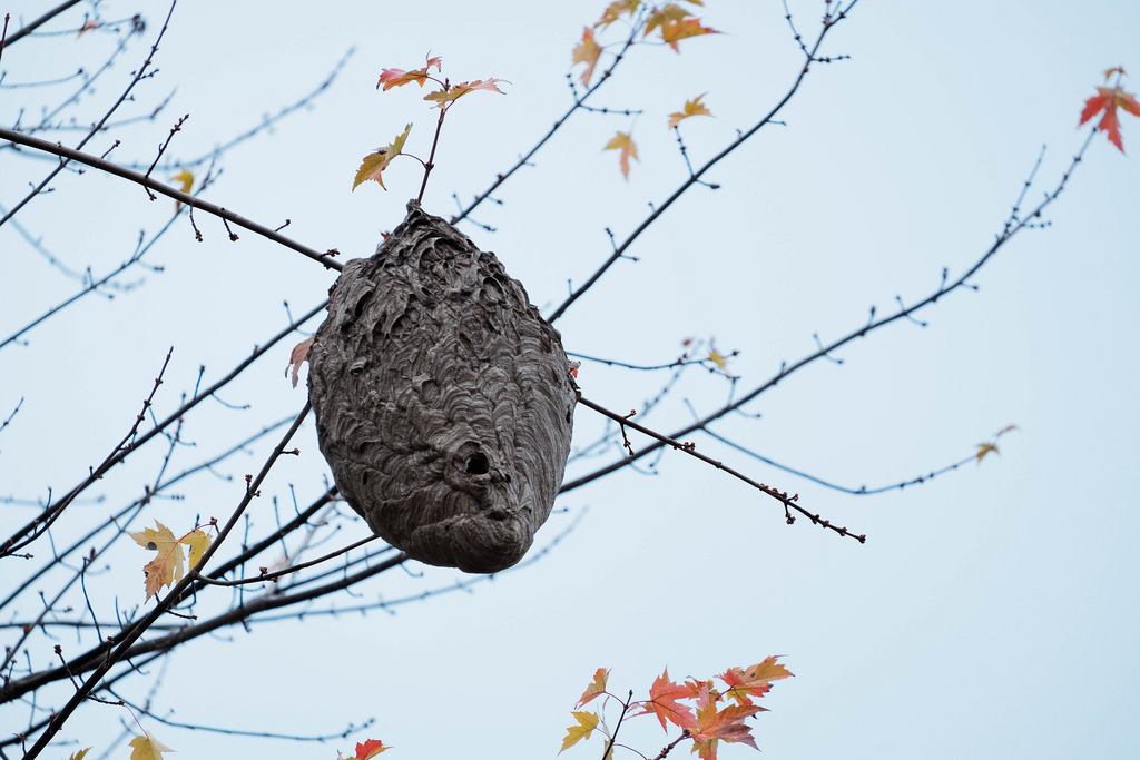wasps-nest